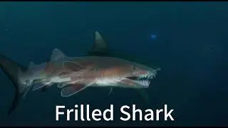 The Ultimate Shark Guide 8 Most Incredible Species on Earth 8K