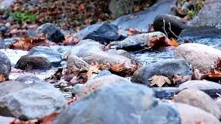 1080p Full HD Close Up Waterfall Stone and Leaf Relaxing music and Nature Sounds Relax 10 Minutes.