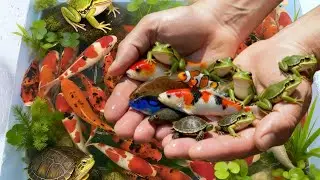 Catch colorful aquarium fish in Giant colorful egg, betta fish, Koi, Baby Turtle, Guppy fish