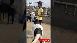 Ablak beetal khassi goat #shorts