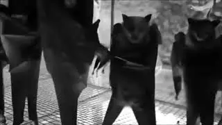 Bats Party In A Goth Nightclub