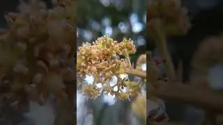 Keep Calm your mind with birds beautiful early morning vice #viral #short #shorts #shortvideo