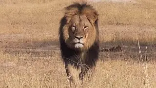 How To Help Save Lions!