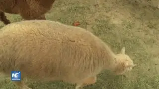 La diferencia entre una llama y una alpaca