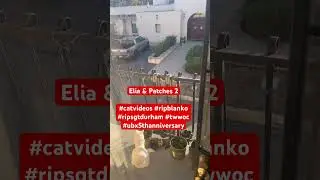 Elia & Patches 2 #catvideos #ripblanko #femalealpha #ubx5thanniversary #twwoc #larueintl #viral