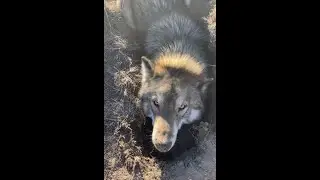 Silas The Wolfdog Digging Massive Hole In Yard As His High Content Litter Mate Just Watches #shorts