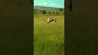 Epic High Speed Chase Between Cheetah And Topi Antelope  #animals #wildlife #predatorvsprey