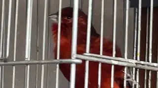 Red canary singing