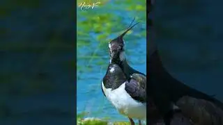 Lapwing Bird