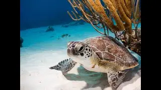 Scuba Diving Invisibles - Bonaire's Best Dive Site!