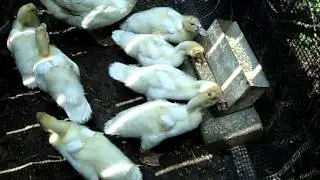 Raising Muskovy Ducks in an Urban Setting