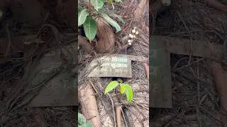 Who is responsible for it? || Who removes tree protection ( Tree Guards) in India? #shortvideo #tree