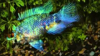 Planted 35 Gal Tropical Tank - Slideshow July, 2015