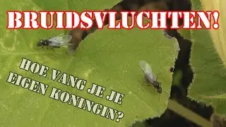 Informatie over de BRUIDSVLUCHTEN! | Hoe vang je een koningin? #37