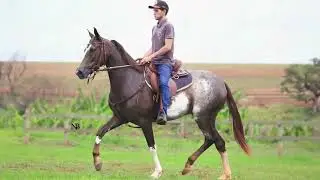 BATALHA DO SERRITO