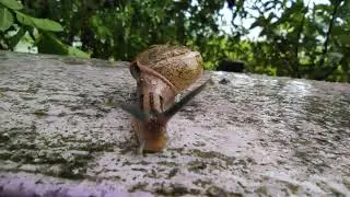 Snail moving (macro)