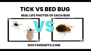 Tick vs Bed Bug: 7 Major Differences