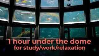 1 hour of lofi hip hop in the Underwater Dome 🐟 to relax/study/work to