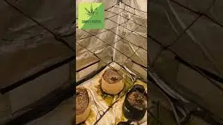 Green Crack and Purple Haze Autos starting to Flower