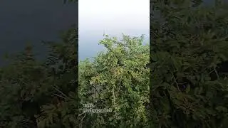 Tamia Viewpoint 💖#naturelovers #tamia #sukoon #arijitsingh #travel #