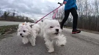 Maltese dogs run fast - part 2