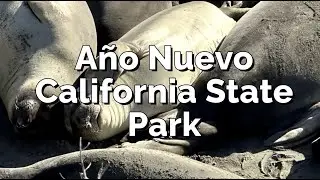 Relaxing Meditation Ano Nuevo California Elephant Seals Reserve, Pismo, Morro, Santa Barbara Beach