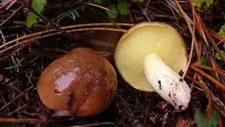 Suillus collinitus