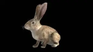 fur_or_Hair  Rabbit  fiber FX Lightwave 2015