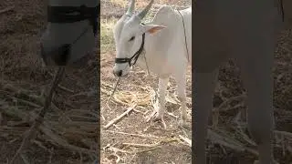 nad mardani khillar prime #bailgadasharyat #cow #baliraja #baffalo #animals #shorts