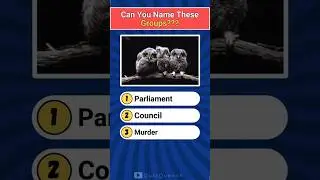 Wildlife Wonders | Guess the Group Names?🦩🦉🦚