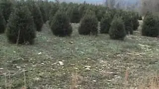 rabbit hunting with beagles in nc horsecreekbeagle