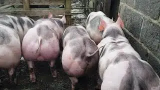 Pedigree pietrain pigs for sale uk
