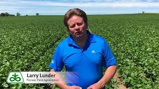 Tips for Introducing Soybeans into Semi-Arid Climates