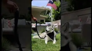 Dog Owners, You NEED This Leash Hack! 😱🐾 #LifeChanger