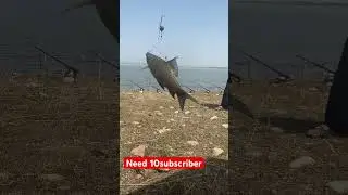 All in one vlogs |Mangla dam #mangla #dam #mangladamfishing #fish #fishingdaily #mangladam