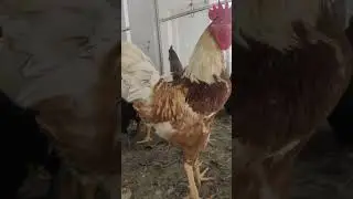 Lohmann Brown short #hens #lohmann