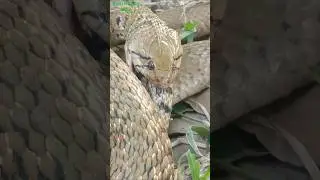 뱀의 자연 생존#뱀의 본능#국립생물자원관 #new #snake #trending #shorts