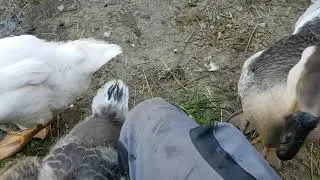 Afrikaner H&ouml;ckergans und meine Cholmogory aus Naturbrut Update 3 vom 31.07.20