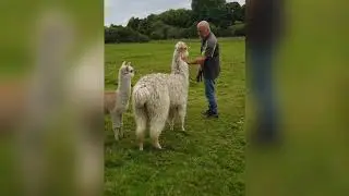 Llama walking training