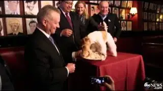 Best in Show at Westminster, Not Just a Pretty Face