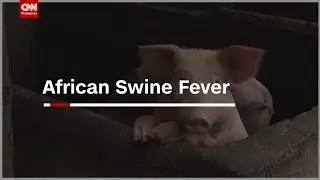African Swine Fever