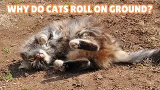 Why do Cats Roll on the Ground On Their Backs? 13 Reasons