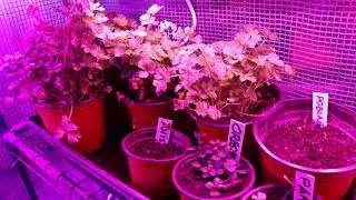 Greenhouse and Solar System Update Part I 03012021