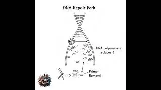 🧬How Human DNA Copies Itself- DNA Replication in Eukaryotes Explained Simply🧬
