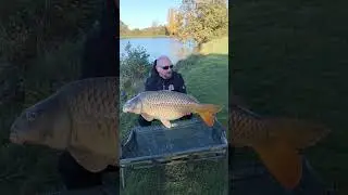 Un carpe Commune au poid juste incroyable #carpfishing #carp #carpe