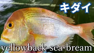 【キダイ】別名レンコダイyellowback sea-bream※Japanese fish pictorial book