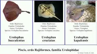 Piscis, ordo Rajiformes, familia Urolophidae urolophus trygonoptera fish mucosa viridis gigas