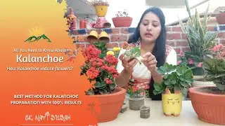 Kalanchoe Plant Care | How to Grow and Care Kalanchoe Plant?