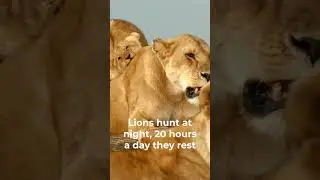5 Facts about Lions in 15 Seconds