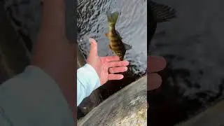 Easiest way to catch a Yellow Perch